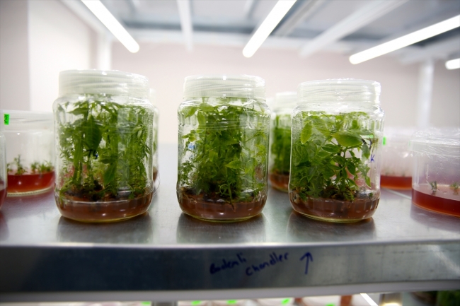 Sakarya'da üretimi zor binlerce bitki türü sağlıklı koşullarda filizleniyor